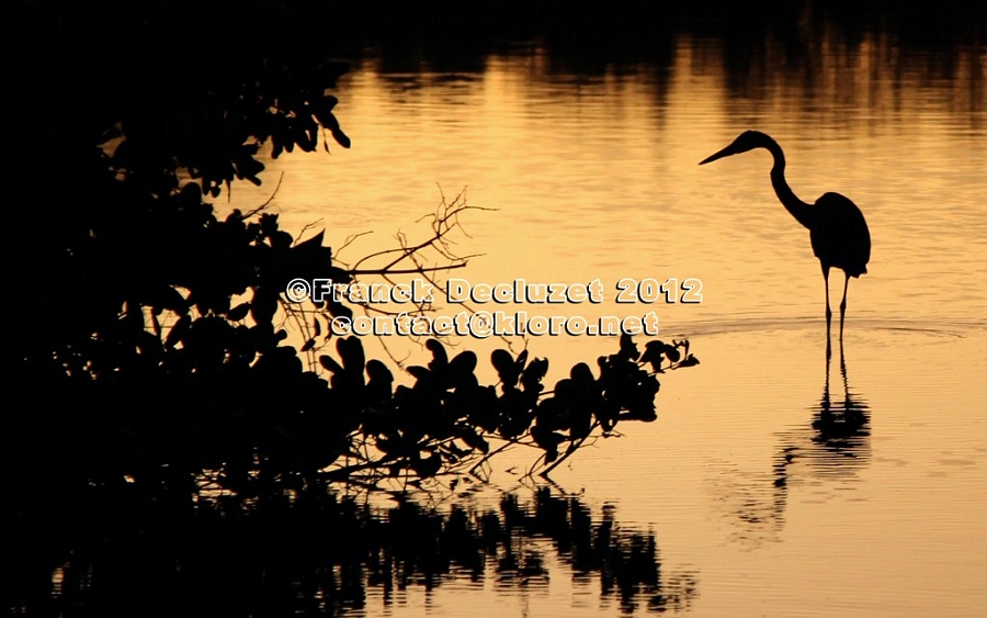 HERON SILHOUETTE 2